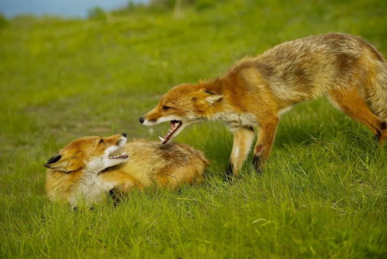two foxes playing with each other in the grass