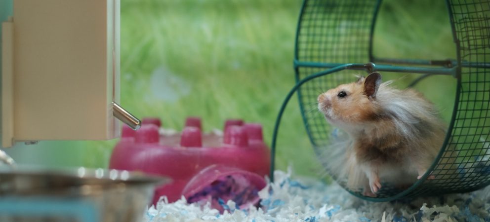 Das Hamsterrad, mein Leben und ich